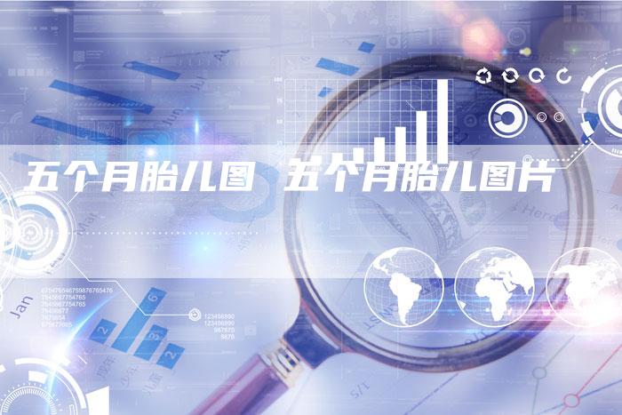 五个月胎儿图 五个月胎儿图片